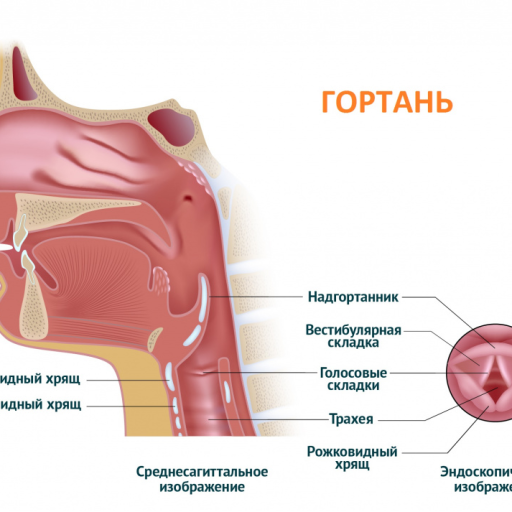 Голосовой аппарат